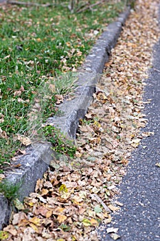 A close up photograph of autumn leaves fallen on the ground, against kerb