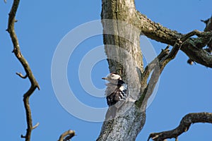 A close up photograph of the backside of a Great spotted woodpecker sitting on a branch of a grey dead tree. In hagaparken Solna S photo