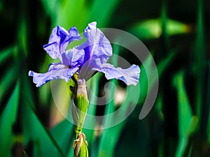 Close-up photograph of a Blue bearded Iris, Iris pallida, flower growing in a background garden during springtime.