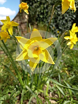 A Close Up Photograph of the Bright Yellow Flower of the WIld Daffodil Narcissus pseudonarcissus