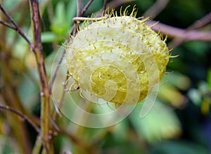 Capsule of Balloon Plant - Gomphocarpus Physocarpus - Swan Plant or Bishop`s Balls photo