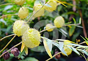 Balloon Plant with its Spiny Capsules - Gomphocarpus Physocarpus - Swan Plant or Bishop`s Balls photo