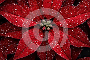 Technologically Enhanced Closeup of Stunning Red Poinsettia Blossoms photo