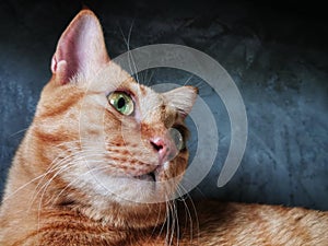 A close-up photograph of a cat's face and body, clearly showcasing its eyes on copy space background . photo