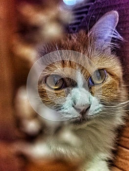 A close-up photograph of a cat's face, clearly showcasing its eyes of this pet. photo