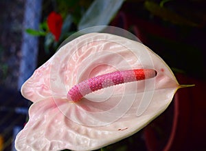 Close up of Pink White Anthurium - Flamingo Flower - Tail Flower - Laceleaf