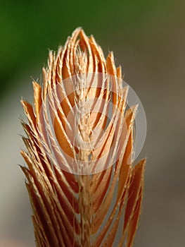 Close Up Photograph Of The Dried Leaves Of A Touch Me Not Plant