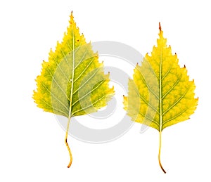 Close-up Photograph of front and backside of a withering autumnal birch tree leaf isolated on white background