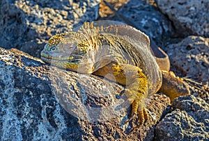 Galapagos Land Iguana Panorama, Ecuador photo