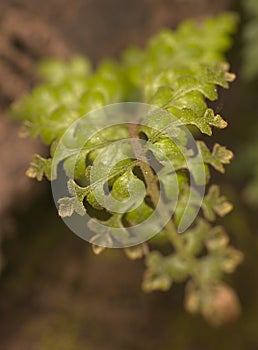 A close-up photograph of green frond of a fern leaf.