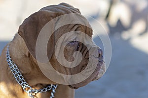 Close-up of the head of a dogue of bordeaux