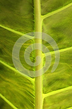 A close up photograph of a large araceae leaf showing its fresh green and yellow veins in beautiful details