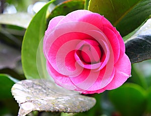 Close up of Camellia Japonica - Pink Wood Rose Flower with Green Leaves in Background