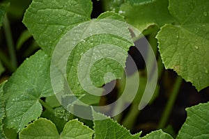 Close up photograph of leaves in Southewest Florida