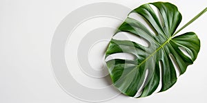 close up photograph of a monstera flower leaf on a white background, banner for advertising, decorative element