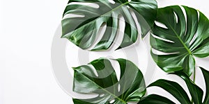 close up photograph of monstera leaves on a white background, banner for advertising, decorative element