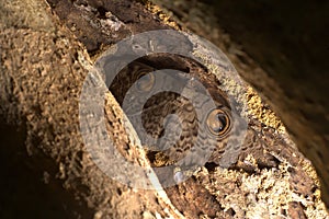 A close up photograph of Owl moth or Erebus macrops hiding in a tree trunk, Karnataka, India.