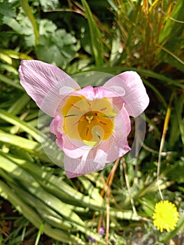 A Close Up Photograph of the Pink and Yellow Flower of the Tulip Species Narcissus pseudonarcissus