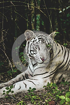 A close up photograph of a Royal, White Bengal Tiger