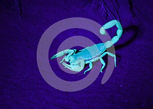 A close up photograph of a sand scorpion under a black light in the desert sand dunes of Southern Utah