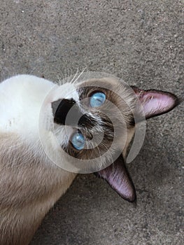 A close up photograph of a siamese cat lying relax on the floor