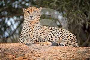 A close up photograph of a single cheetah lazily lying on a rock