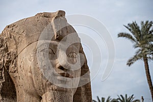 Close up Photograph of a Statue Ramses II