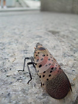 Spottend Lanterfly, close-up on wings photo