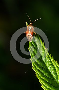 Close-up photograph under artificial light of a specimen of the dark-skinned bug Lygus lineolaris standing on a green leaf against