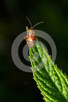 Close-up photograph under artificial light of a specimen of the dark-skinned bug Lygus lineolaris standing on a green leaf against