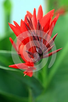 Vertical photo of a birds of Paradise flower in Hawaii