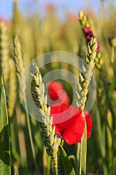 Poppies and Wheat