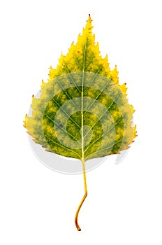 Close-up Photograph of a withering autumnal birch tree leaf isolated on white background