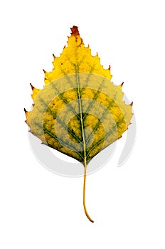 Close-up Photograph of a withering autumnal birch tree leaf isolated on white background