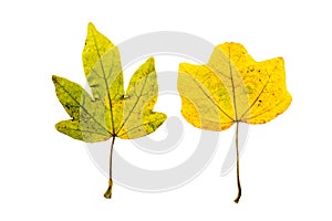 Close-up Photograph of a withering autumnal fig tree leaves isolated on white background