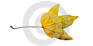 Close-up Photograph of a withering autumnal fig tree leaves isolated on white background