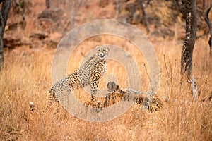 A close up photograph of a young cheetah against dry yellow grass, standing on a dead tree stump