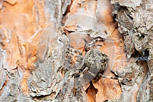 Close-up photographed Araneus spider Araneus circe sitting on a pine branch