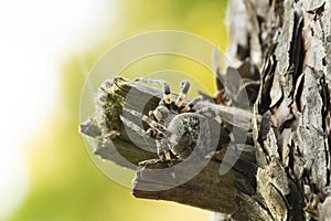 Close-up photographed Araneus spider Araneus circe sitting on a wreck of a a pine branch