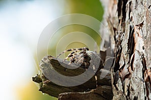 Close-up photographed of a large spider Araneus Araneus circe sitting on a pine branch photo