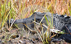 Close up photography of an American Alligator head in the Okefenokee Swamp