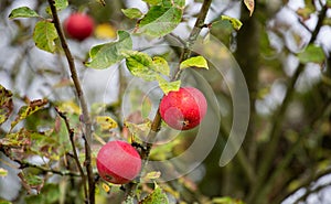 Fresh, ripe apples on an old apple tree photo