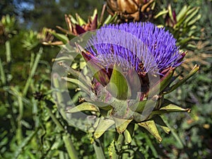 Close-up photography of an artichocke in bloom