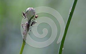 Close up photography of black vine louses on flower bud