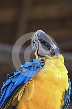 Close-up photography of a blue and yellow macaw