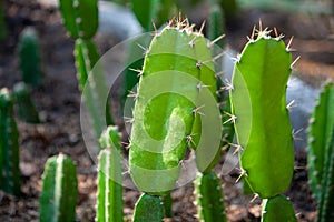 Close-up photography of cactus plant in the garden in the sun as a cactus stem to decorate with blooming flowers home decoration.