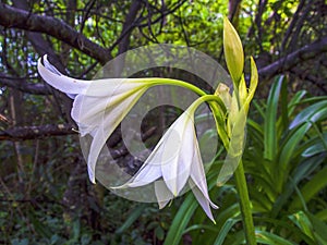 Close-up photography of a couple of white lilies and some buds 2