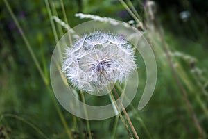 Close up Photography of Dandelion flower