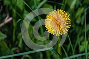 Close-up photography of a dandelion flower