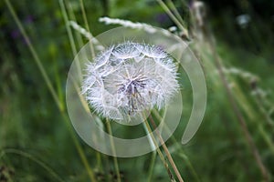 Close up Photography of Dandelion flower photo